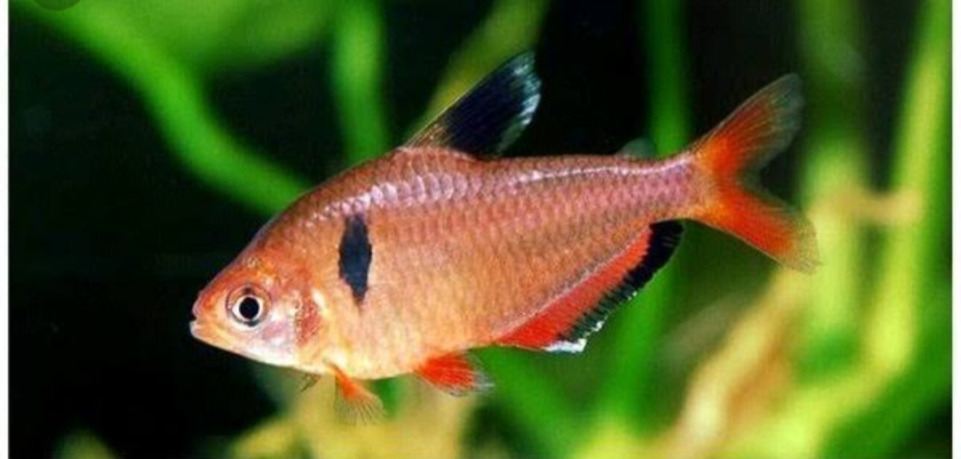 Ikan hias serpae tetra