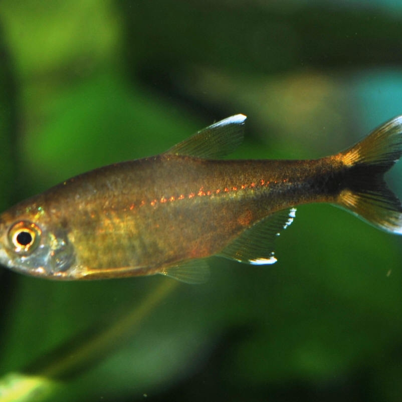 Ikan hias silvertip tetra