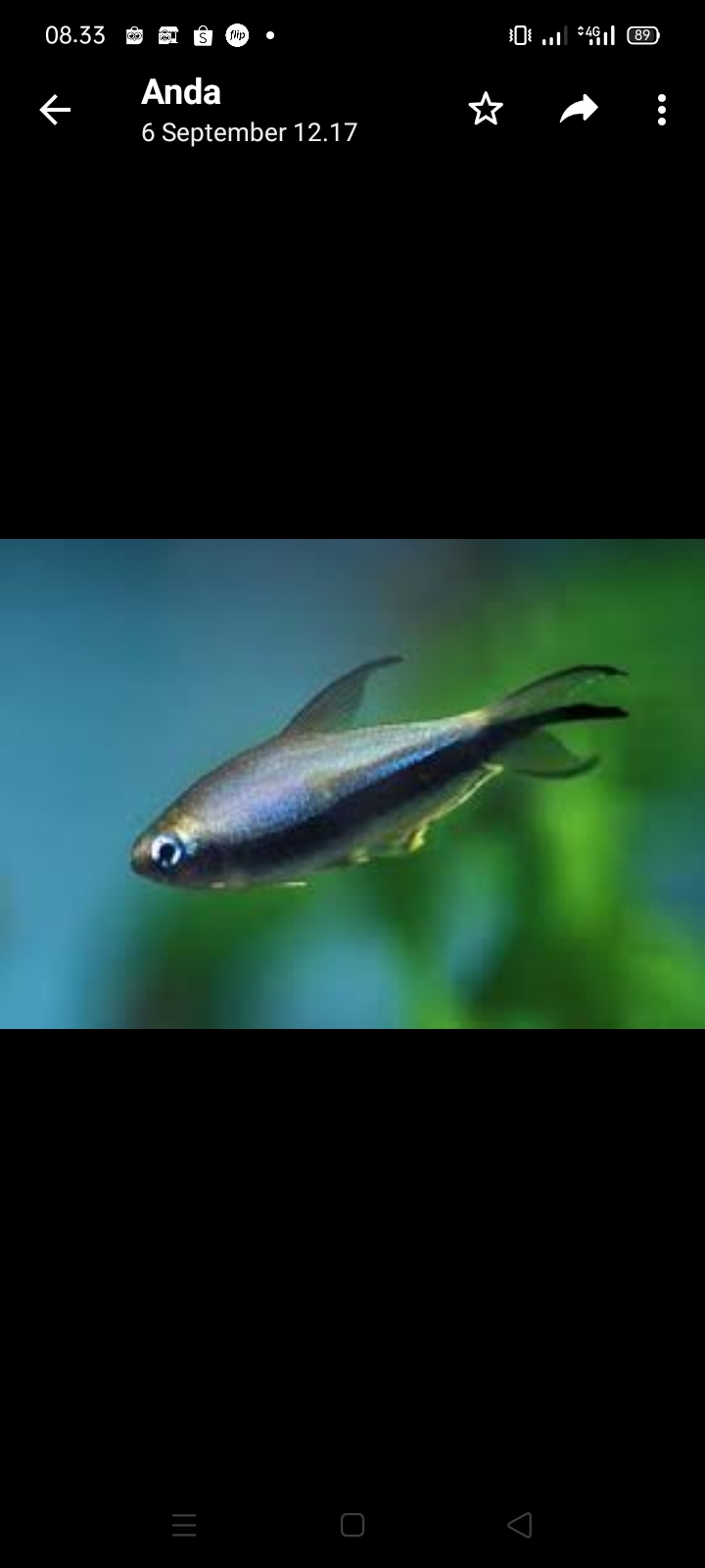 Ikan hias palmeri tetra / emperor tetra