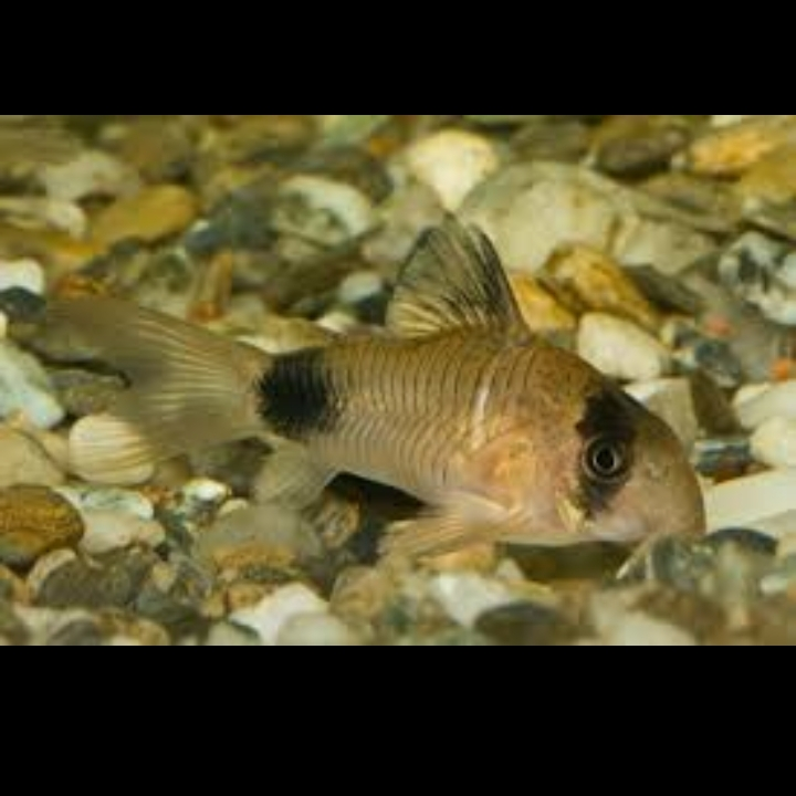 Ikan hias corydoras panda