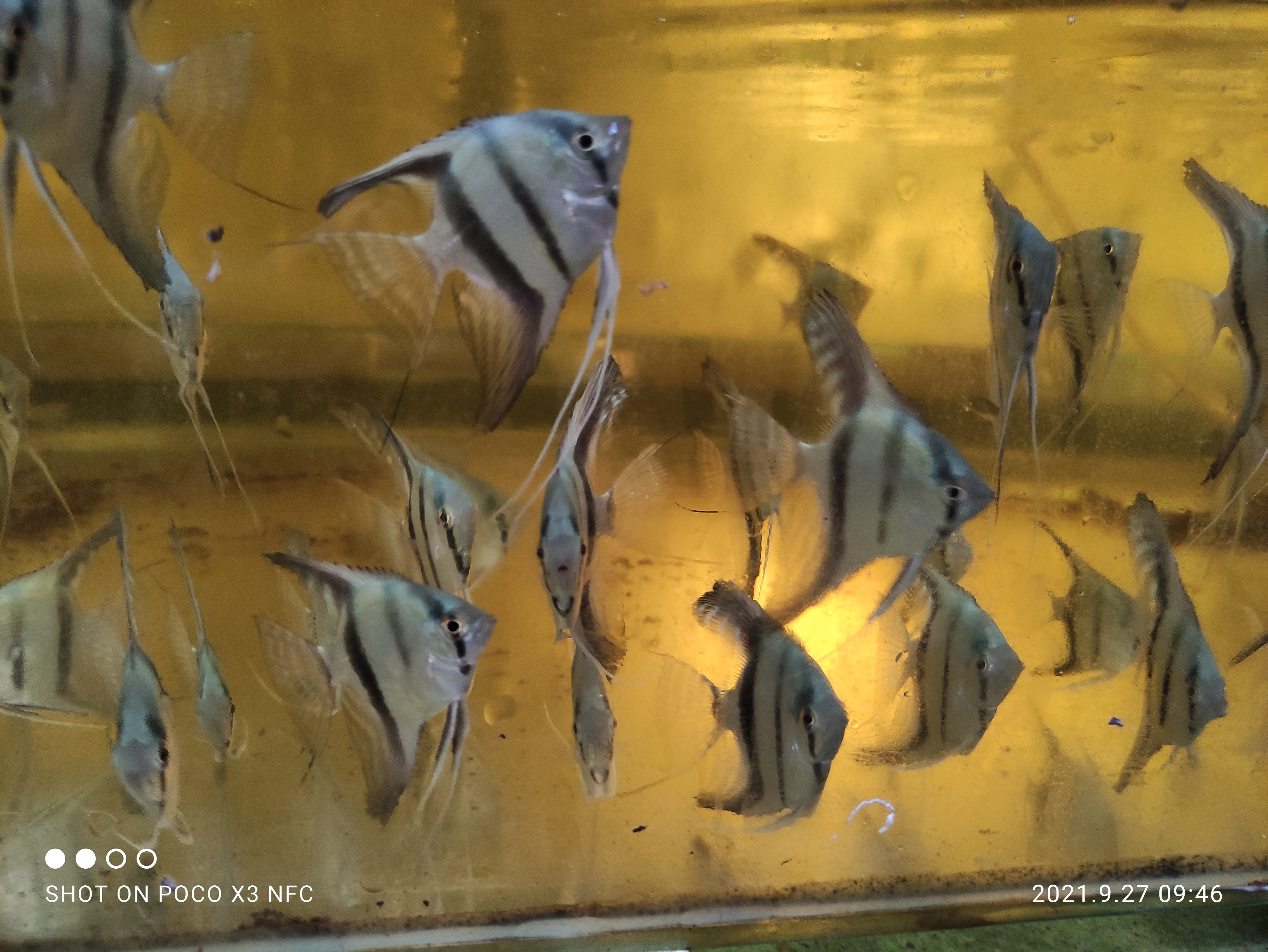Ikan hias manfish altum
