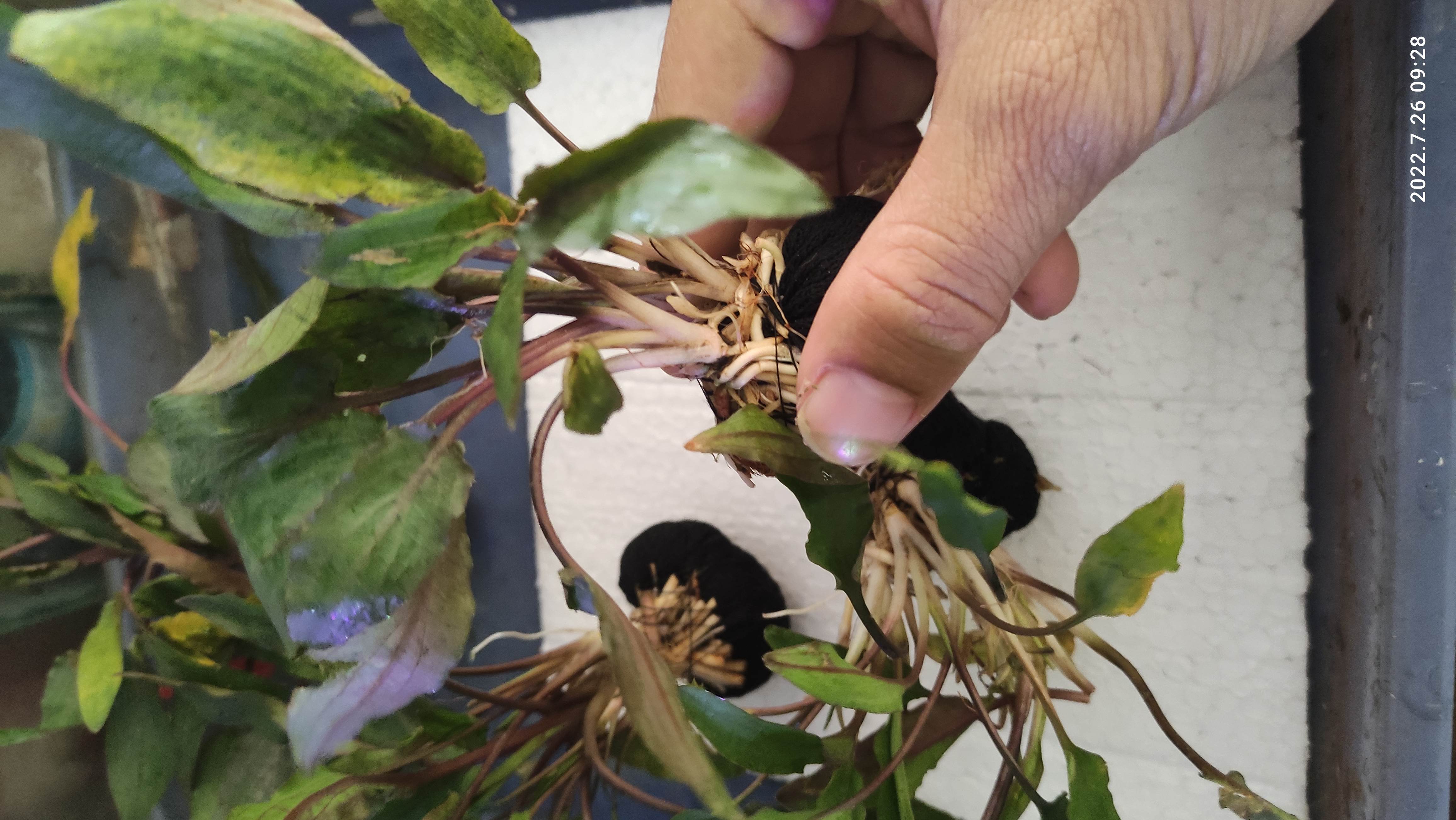 Tanaman hias cryptocorine