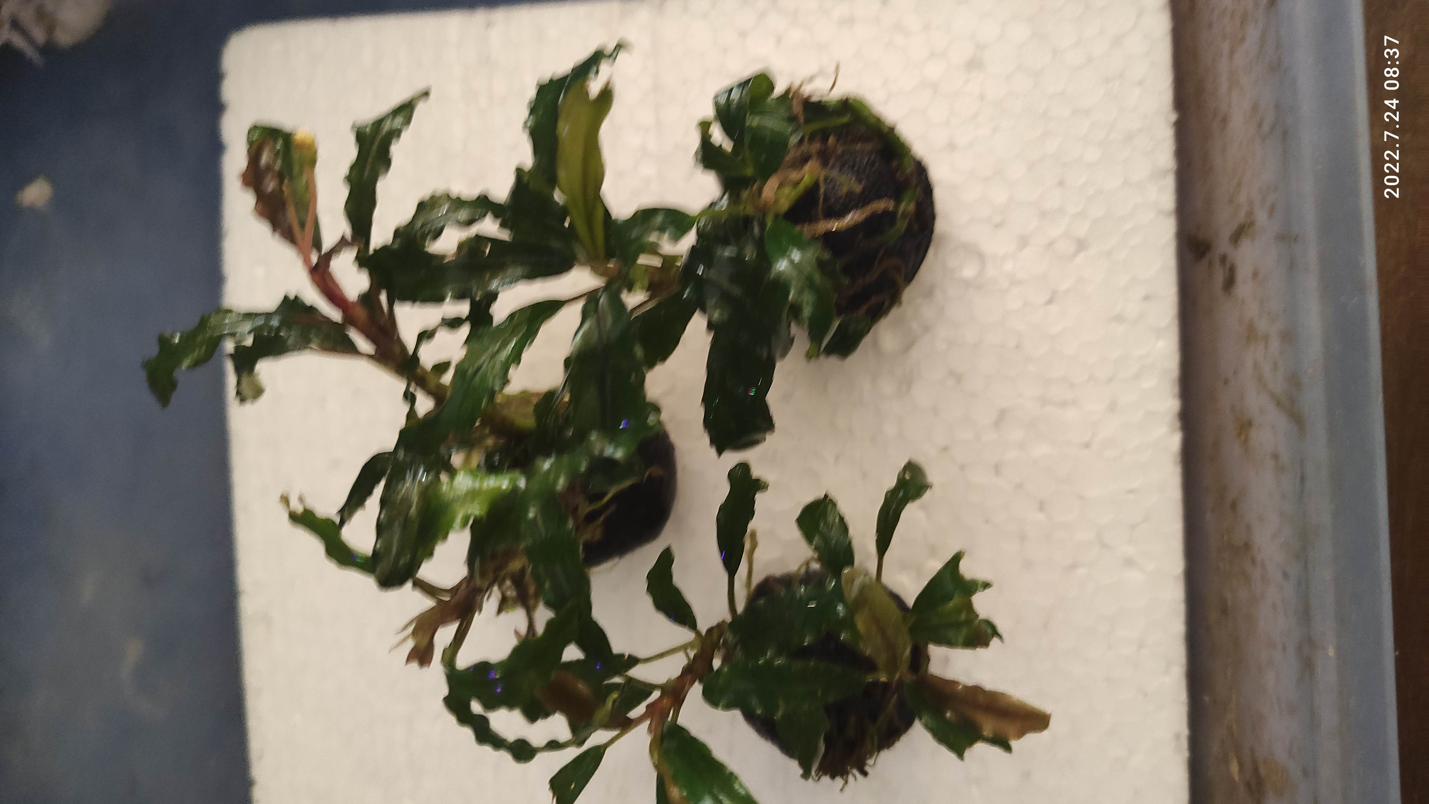 Tanaman hias bucephalandra