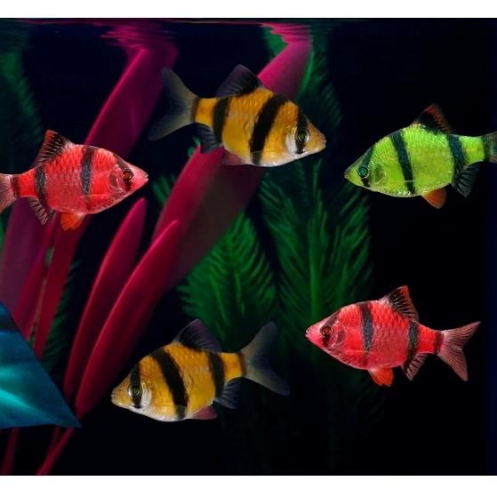 Sumatra Glowfish