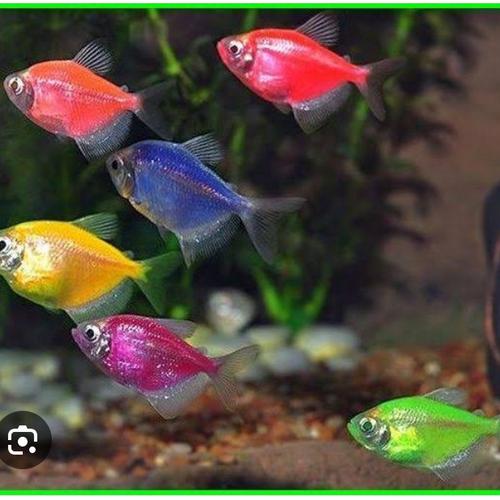 Glowfish tetra