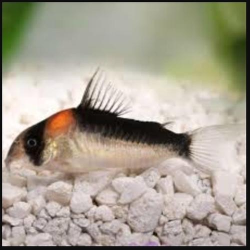 Adolfoi Corrydoras
