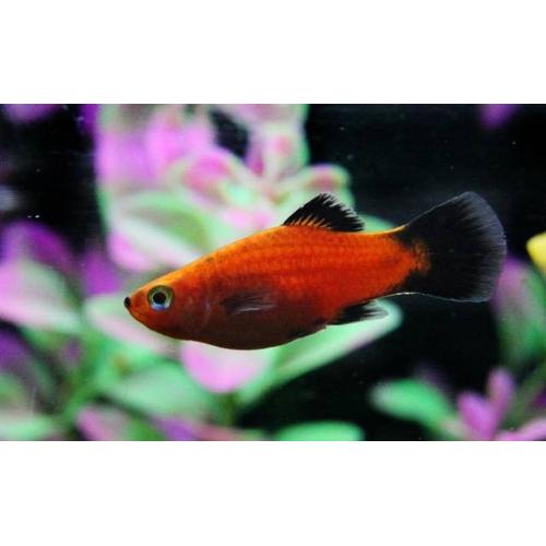 Platy Coral