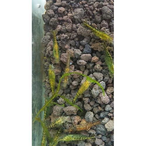 Udang Green