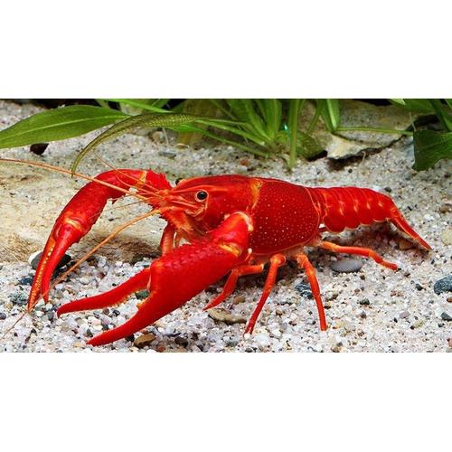 Lobser Merah - Red Lobster