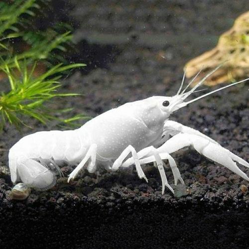 lobster putih - White Lobseter