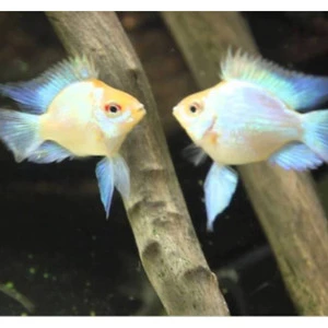 Ramerezi Balon Golden Blue