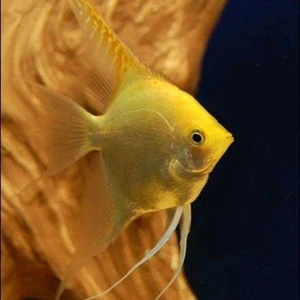Golden Angel - manfish golden