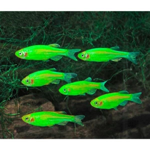 Glowfish Danio Green Electrik