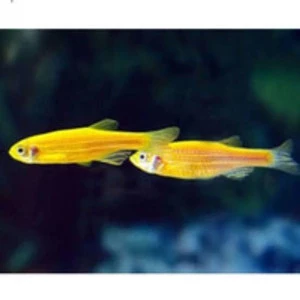 Glowfish Danio SunBrush