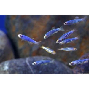 Glowfish danio Blue Cosmic