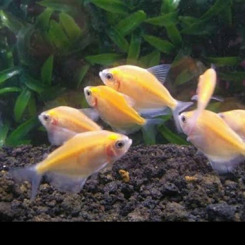 Golden Tetra