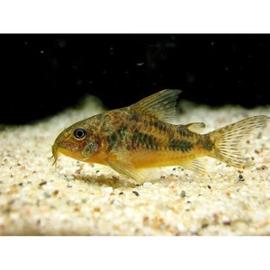 Corrydoras Paleatus