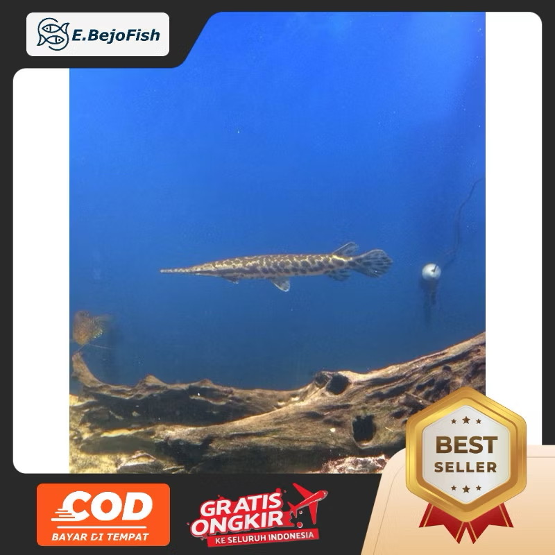 Aligator florida gar