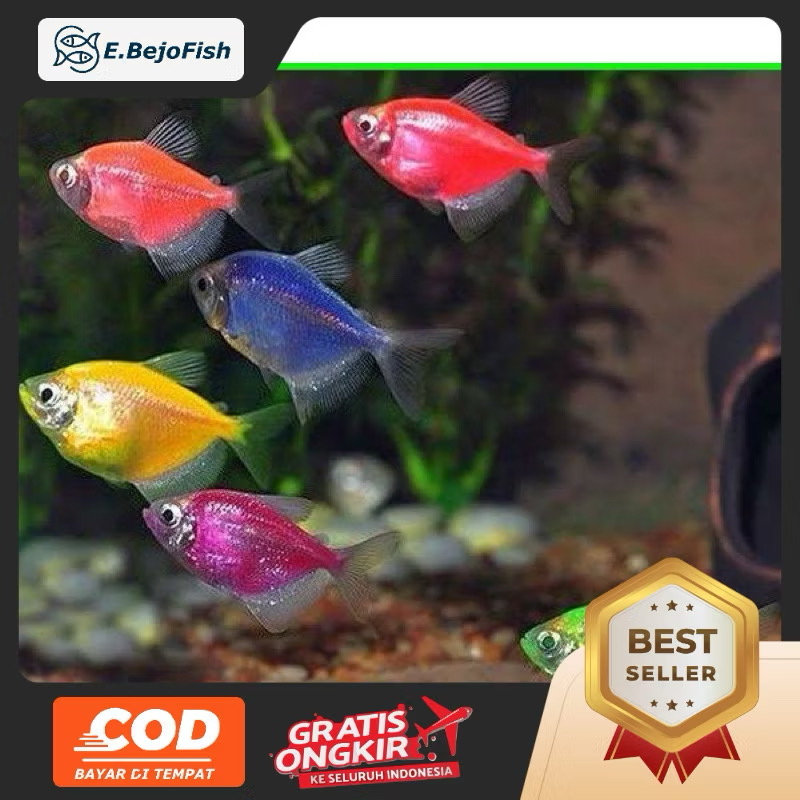 Glofish tetra