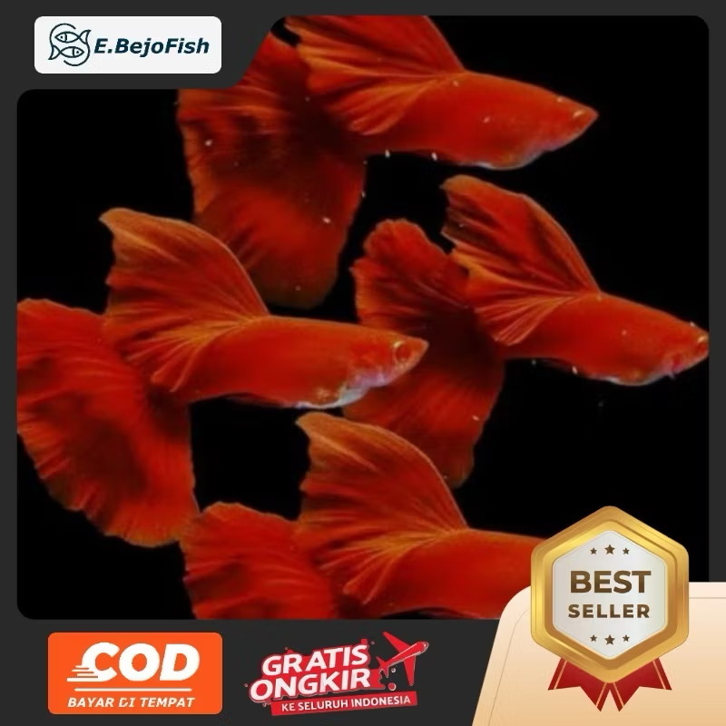 Guppy merah isi 5 jantan