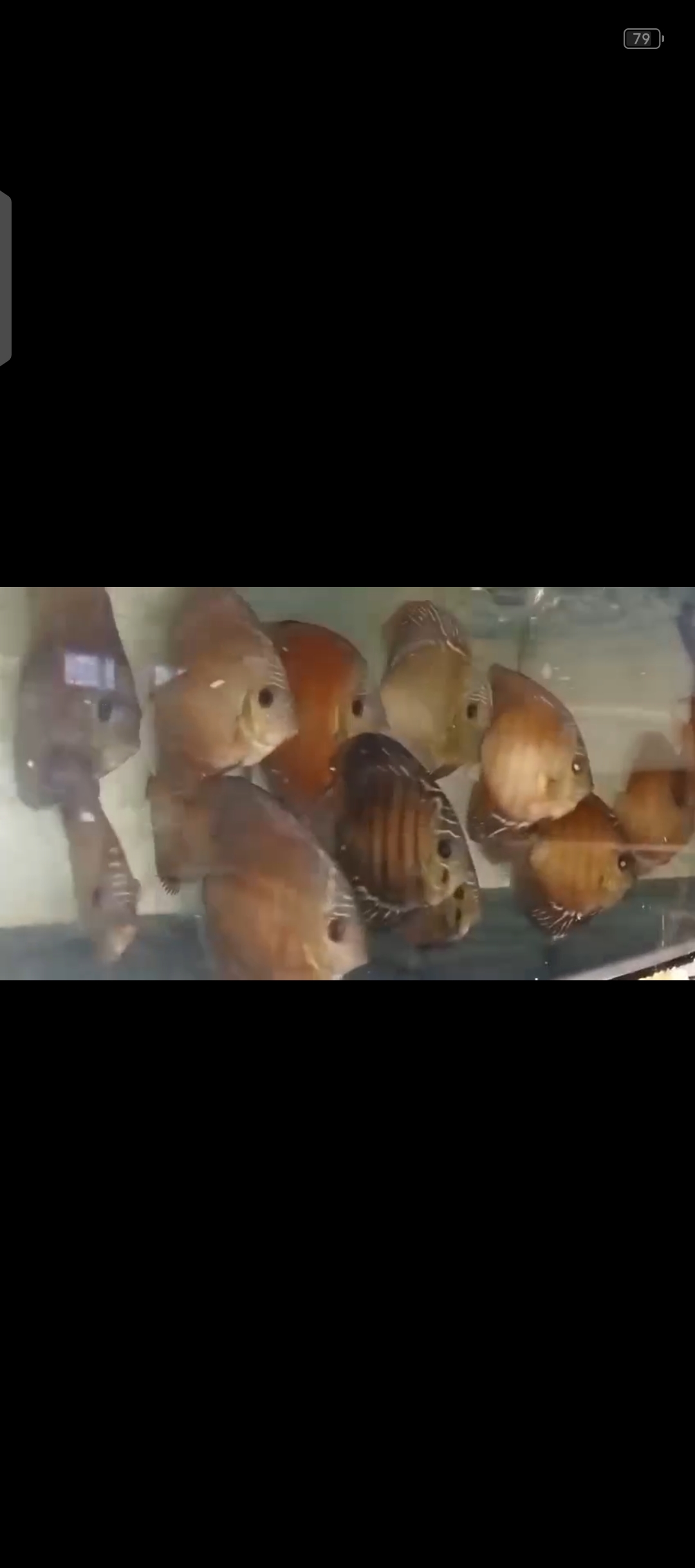 Discus