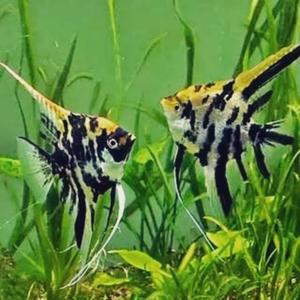 Manfish tricolor